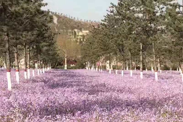 灵山宝塔陵园价格多少？